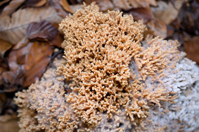 Close-up of dried for sale in market