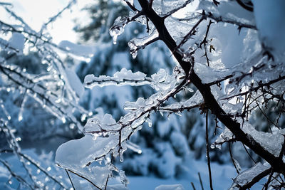 Close-up of snow on tree branch