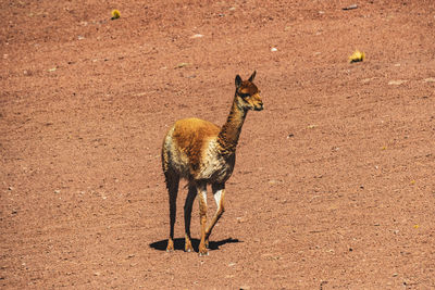 Deer standing on field