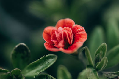 Close-up of red rose flower