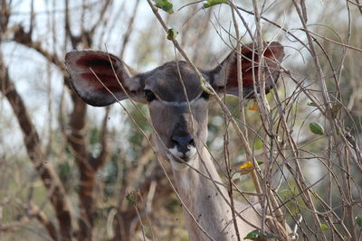 Close-up of horse on branch