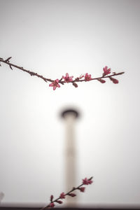 Low angle view of pink flowering plant