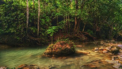 Scenic view of forest