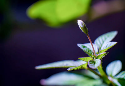 Close-up of green plant