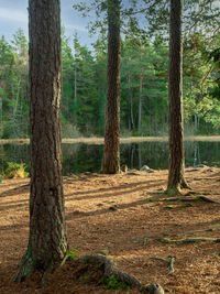 Trees by lake in forest