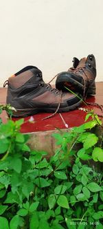 Close-up of shoes on plant