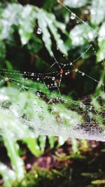 Close-up of spider on web