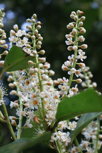 Close-up of white flowering plant