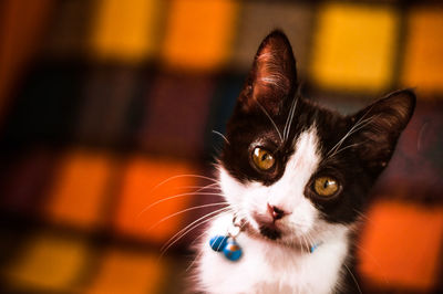 Close-up portrait of cat
