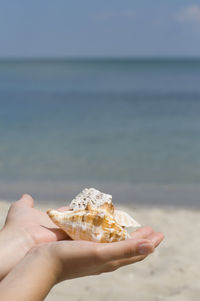 Cropped image of person holding shells at beach