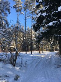 Trees on snow covered field