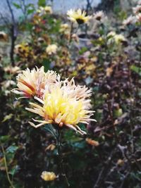 Close-up of yellow flowers blooming outdoors