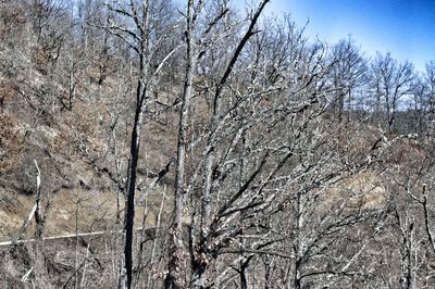 Low angle view of bare trees on snow covered land