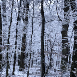 Trees in forest during winter