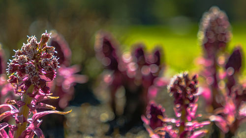 Close-up of flowers blooming outdoors