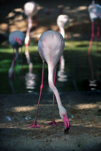 Close-up of pink big bird greater flamingo in pond