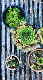 High angle view of succulent plants on table