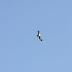 Low angle view of bird flying in sky