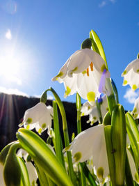 Close-up of white flowers blooming outdoors