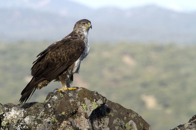 Bird perching on rock