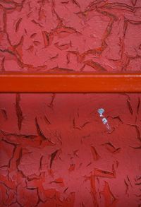 Close-up of red leaf