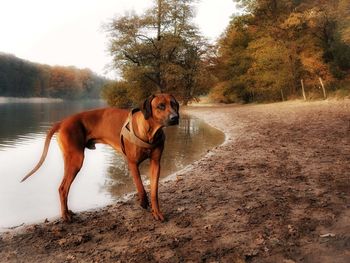 Rhodesian ridgeback dog standing at lakeshore