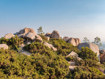 Plants and rocks against clear sky