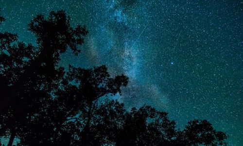 Low angle view of trees against sky at night