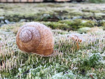 Surface level of snowed snail