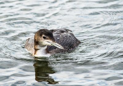 Common loon swimming in lake