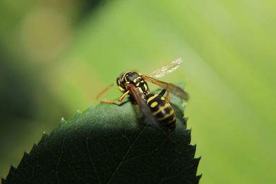 Close-up of insect