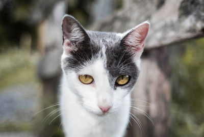 Close-up portrait of cat