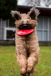 Close-up of dog playing with plastic disc on field