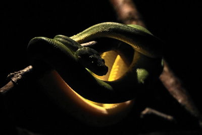 Close-up of turtle