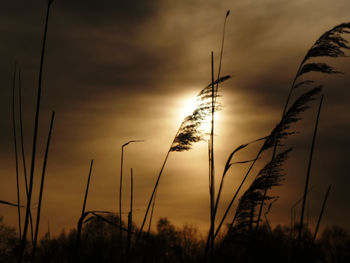 Close-up of silhouette plants against sunset sky