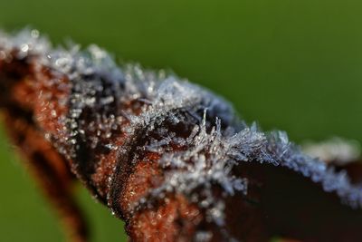 Close-up of insect on leaf