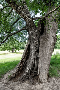 Tree trunk in park