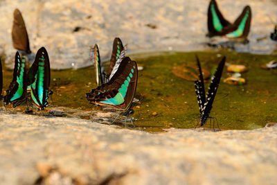 Butterflies on rock