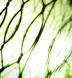 Full frame shot of plants