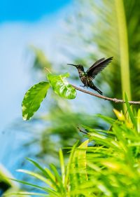 Close-up of hummingbird flying