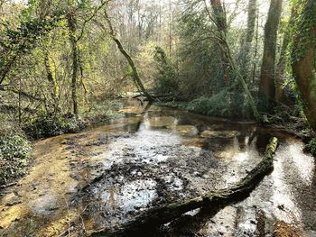 View of stream flowing through forest