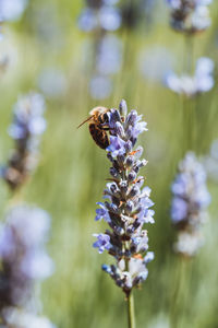 Close-up of bee pollinating on lavender