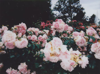 Close-up of pink flowers blooming outdoors