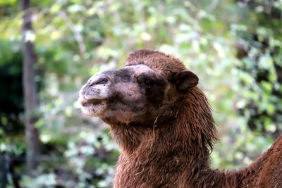 Close-up of an animal on land