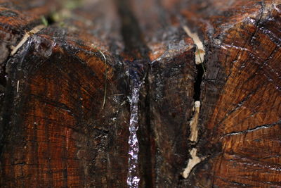 Close-up of tree trunk