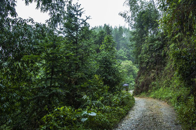 Scenic view of forest against sky