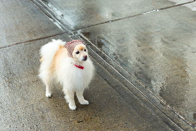 High angle portrait of dog standing on footpath