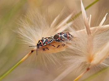 Ornate shield bug on some bushes, near almansa, spain