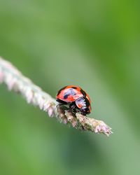 Close-up of ladybug on flower