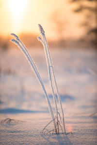 Close-up of frozen water against sky during sunset